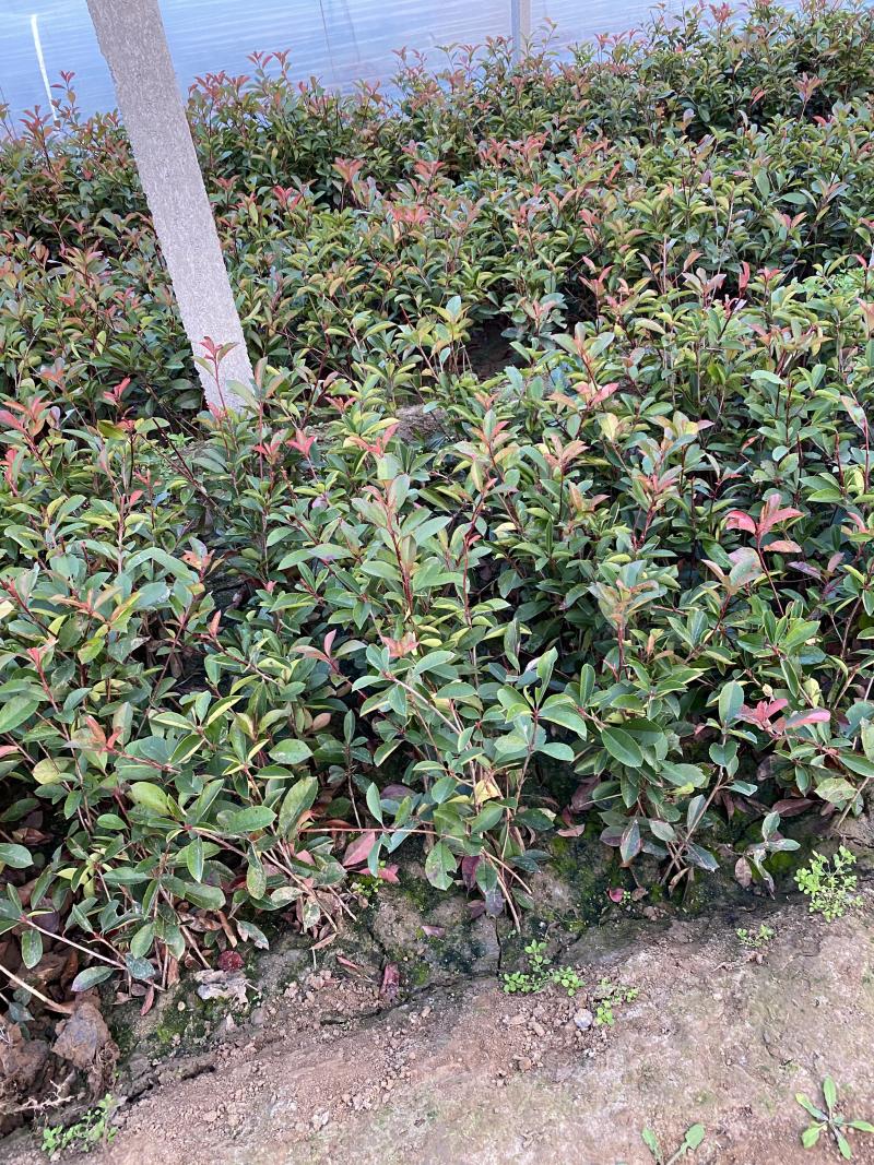 红叶石楠自产自销红叶石楠种植基地60万低价处理