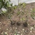 红叶石楠自产自销红叶石楠种植基地60万低价处理