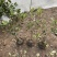 红叶石楠自产自销红叶石楠种植基地60万低价处理