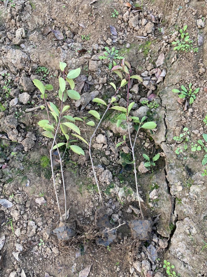 红叶石楠自产自销红叶石楠种植基地60万低价处理