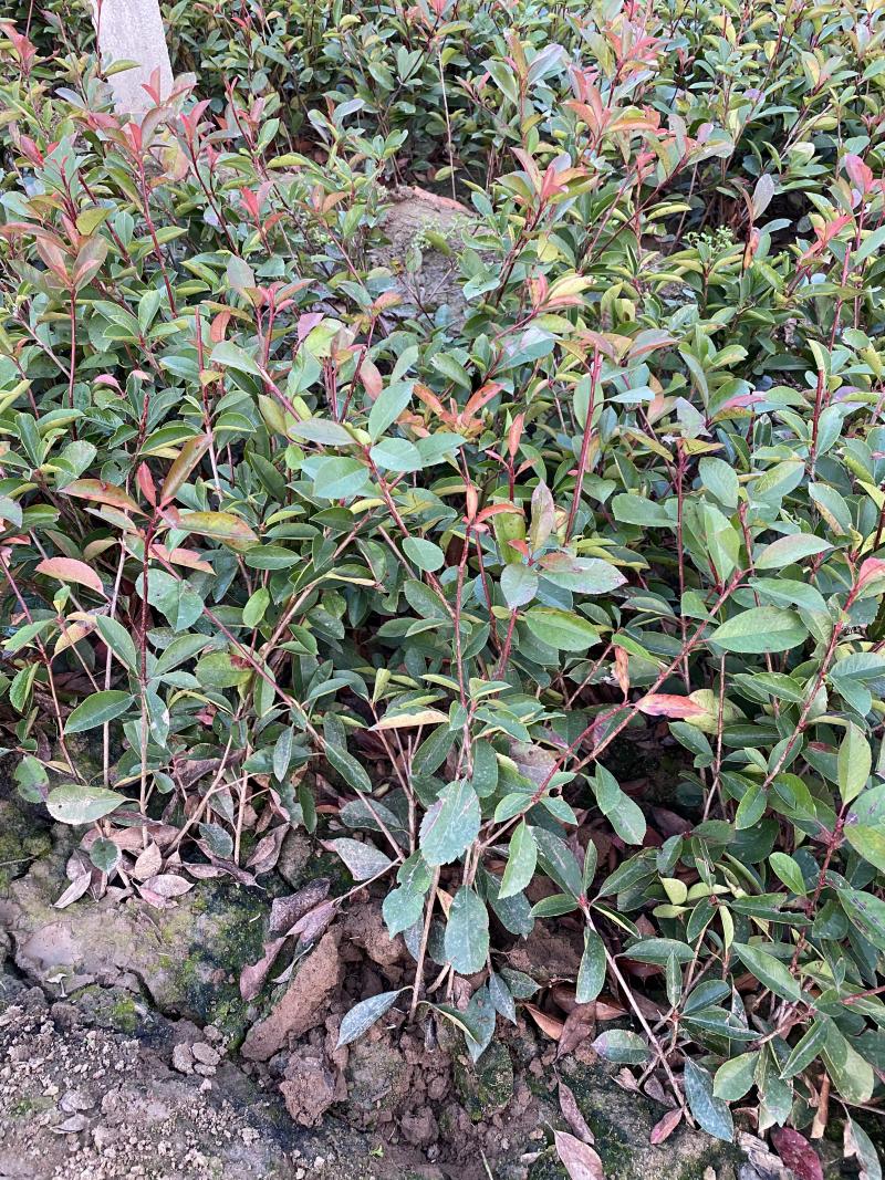 红叶石楠自产自销红叶石楠种植基地60万低价处理
