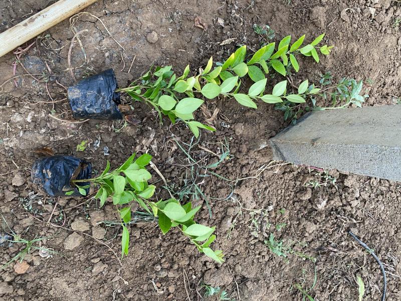 金森女贞自产自销金森女贞种植基地。金森女贞。