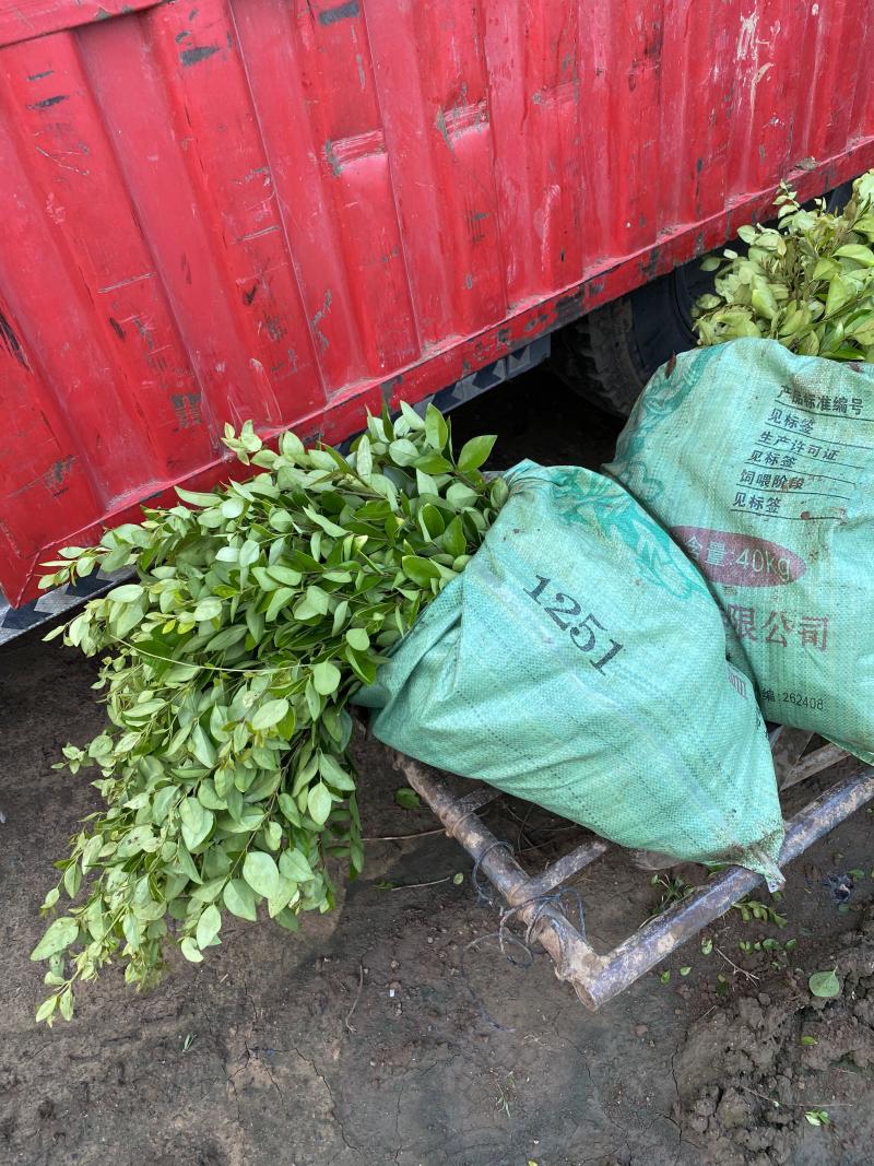 金森女贞自产自销金森女贞种植基地。金森女贞。