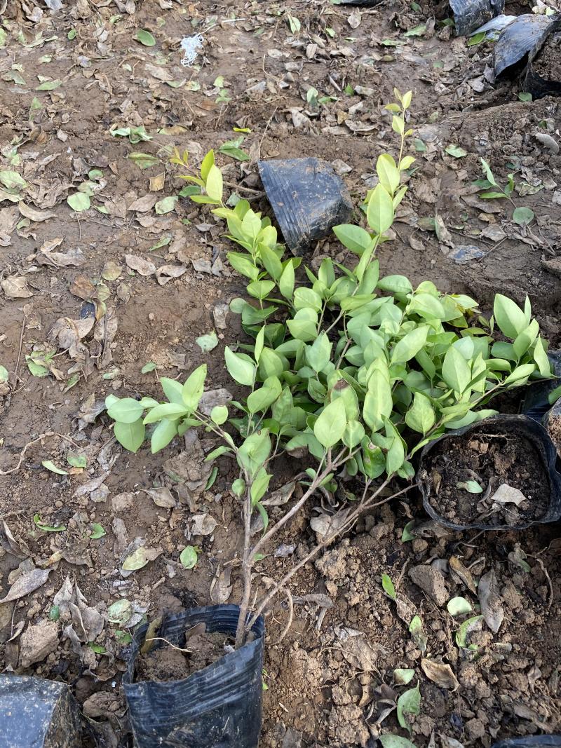 金森女贞自产自销金森女贞种植基地。金森女贞。