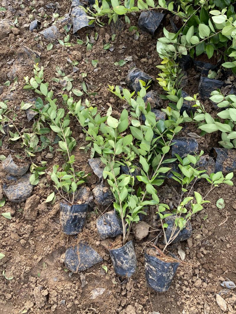 金森女贞自产自销金森女贞种植基地。金森女贞。