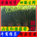 【牛商精选】山东红根蒜苗扒皮可水洗去干叶各规格净货可视频