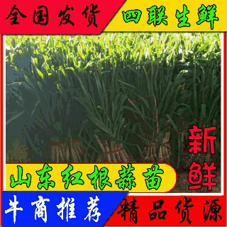 【牛商精选】山东红根蒜苗扒皮可水洗去干叶各规格净货可视频