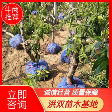 山东精选占地桃树桃树苗基地直发可视频看货