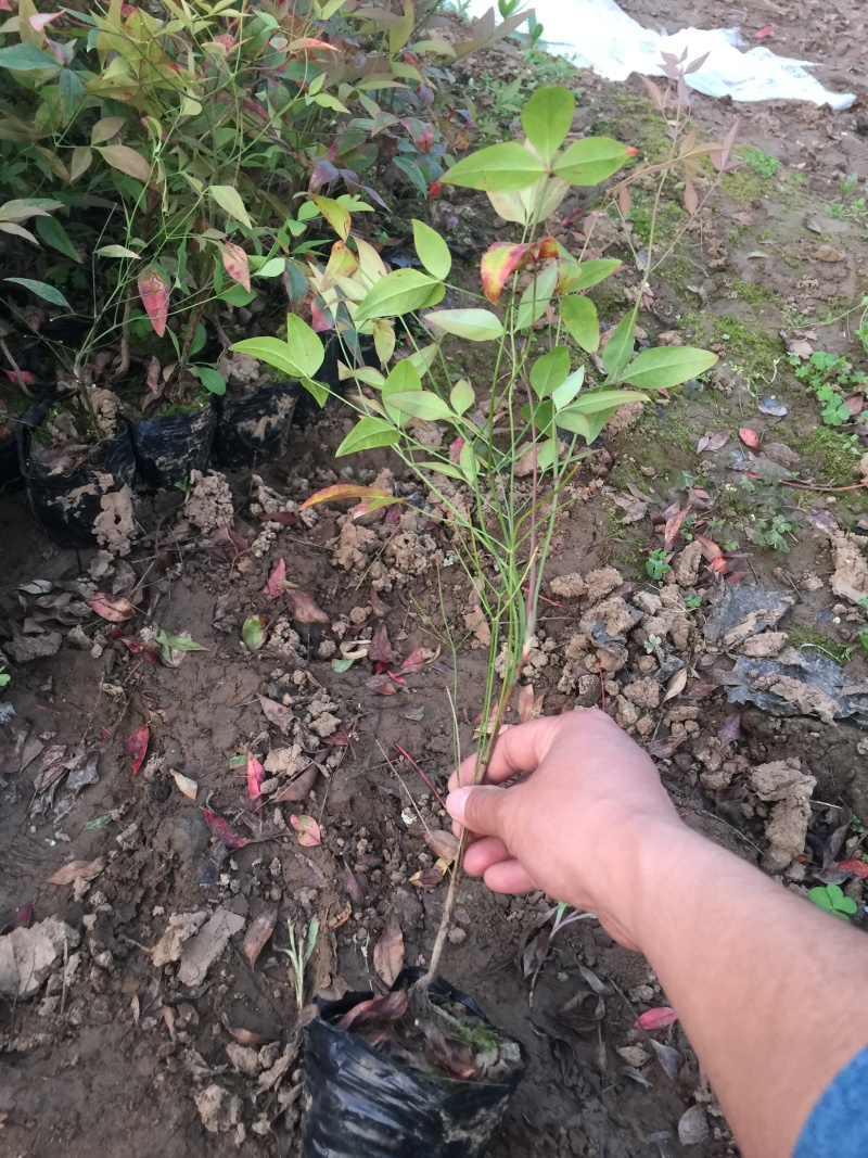 南天竹种植基地南天竹自产自销南天竹。批发