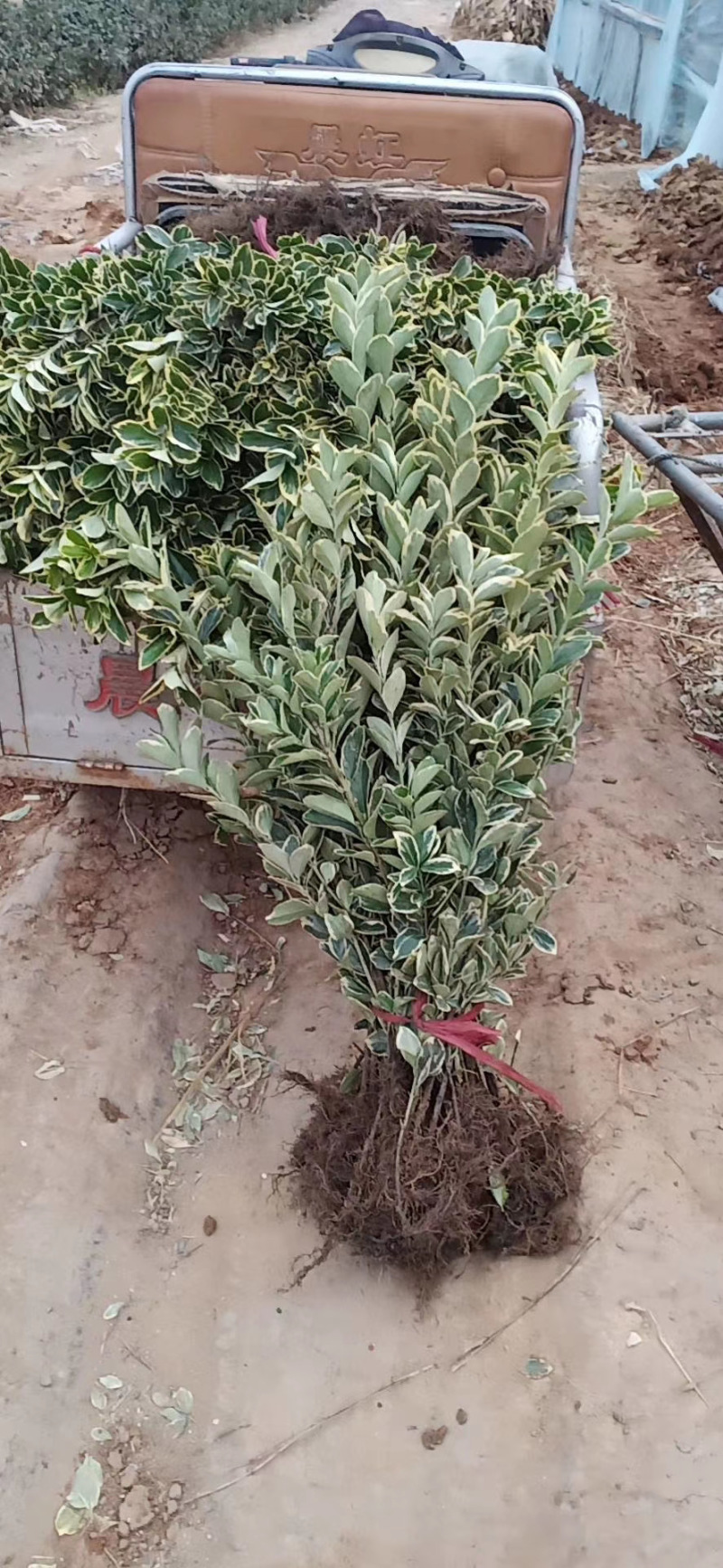 金边黄杨农户直销金边黄杨种植基地金边黄杨