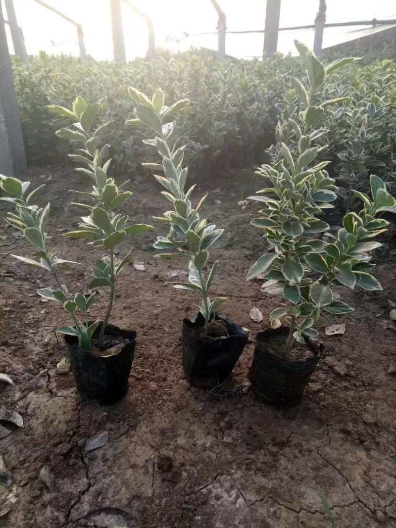 金边黄杨农户直销金边黄杨种植基地金边黄杨