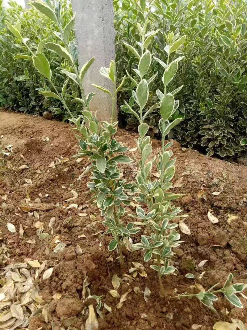 金边黄杨农户直销金边黄杨种植基地金边黄杨