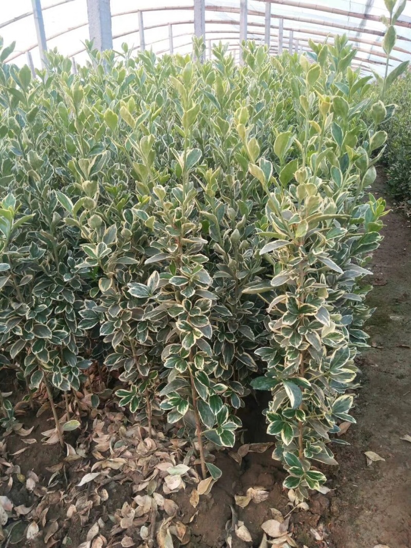 金边黄杨农户直销金边黄杨种植基地金边黄杨