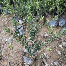 龟甲冬青种植基地龟甲冬青自产自销