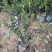 龟甲冬青种植基地龟甲冬青自产自销