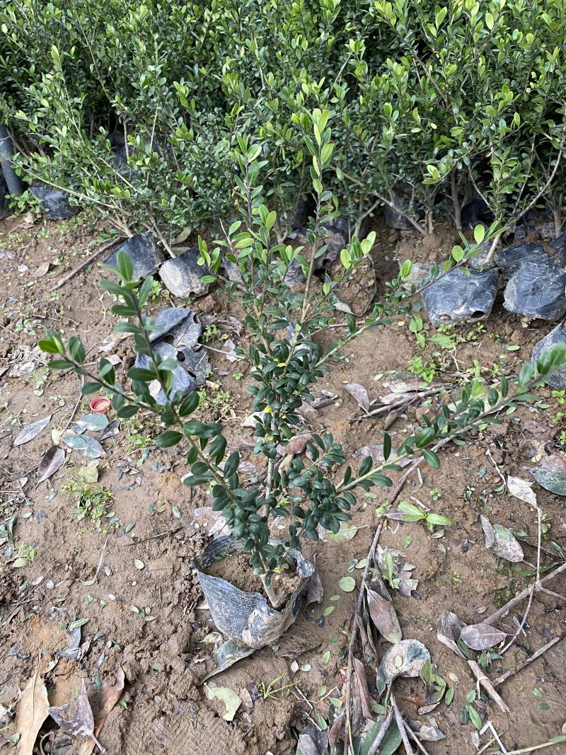 龟甲冬青种植基地龟甲冬青自产自销