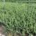 龟甲冬青种植基地龟甲冬青自产自销