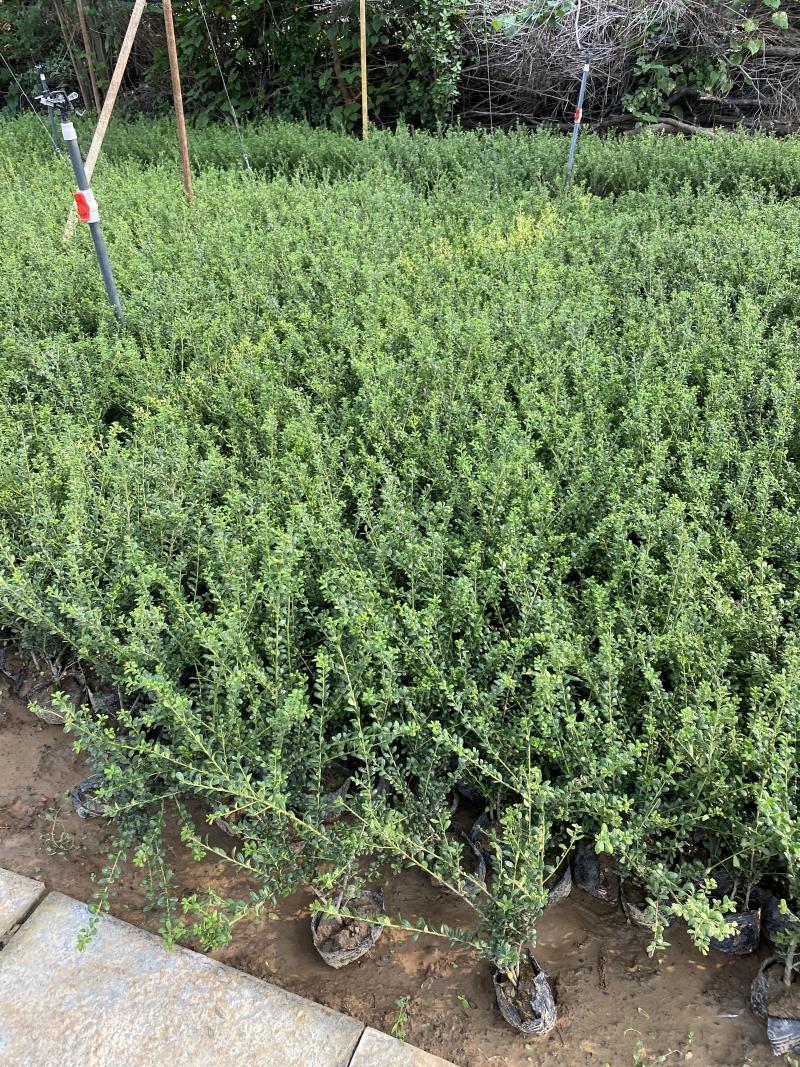 龟甲冬青种植基地龟甲冬青自产自销