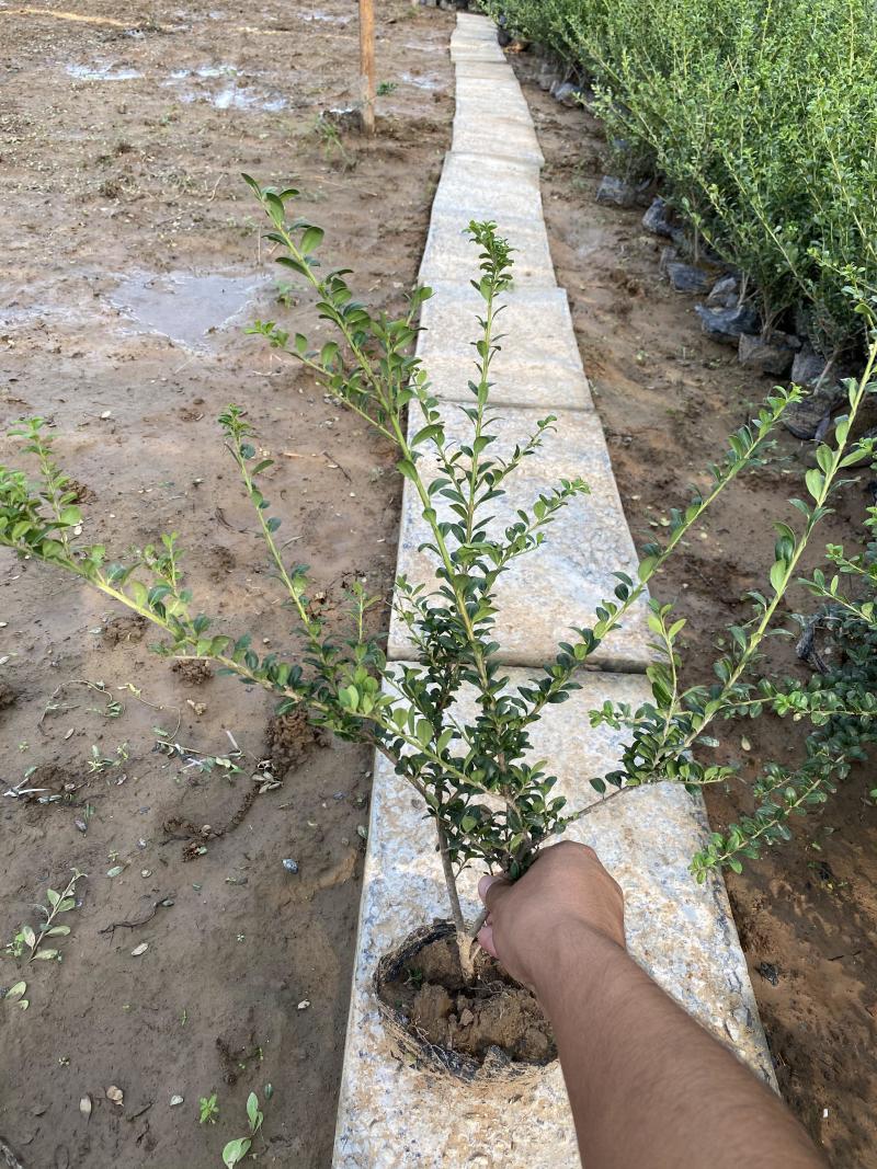 龟甲冬青种植基地龟甲冬青自产自销