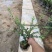 龟甲冬青种植基地龟甲冬青自产自销