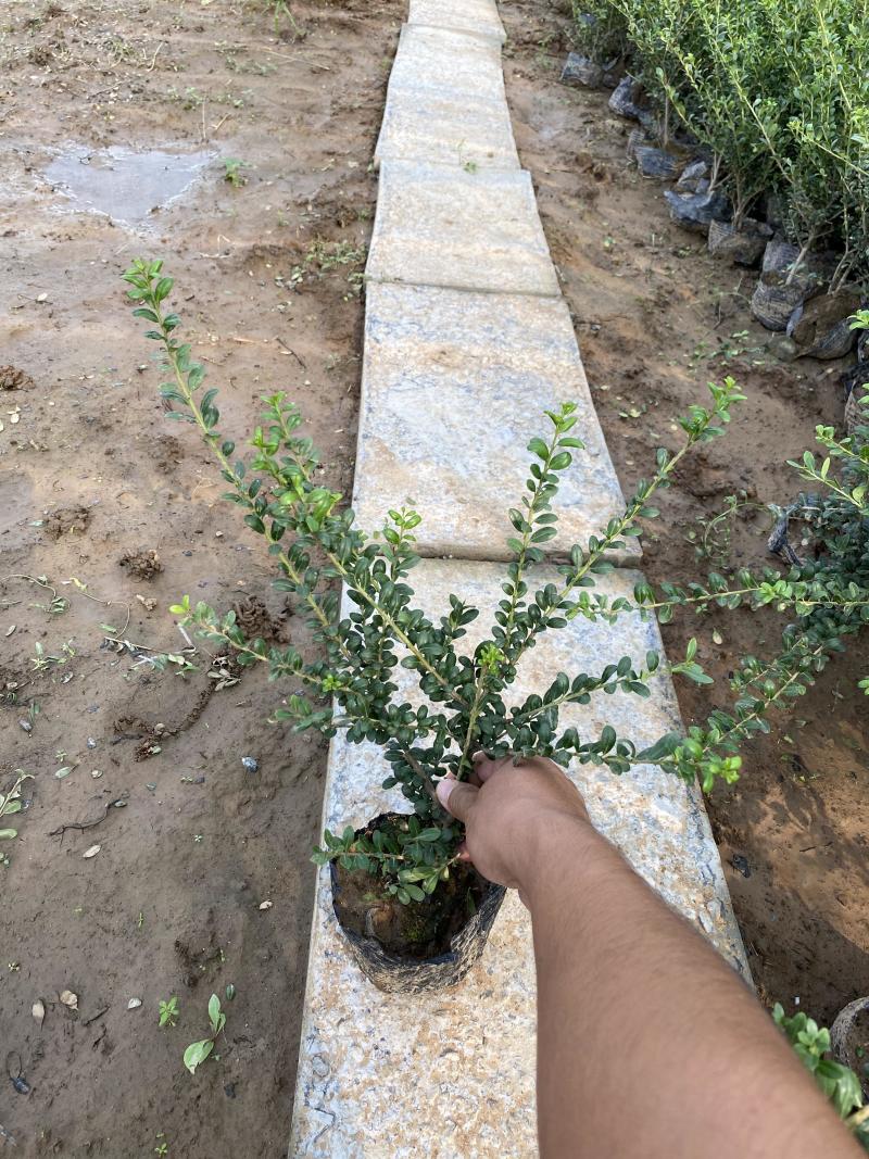 龟甲冬青种植基地龟甲冬青自产自销