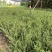 龟甲冬青种植基地龟甲冬青自产自销