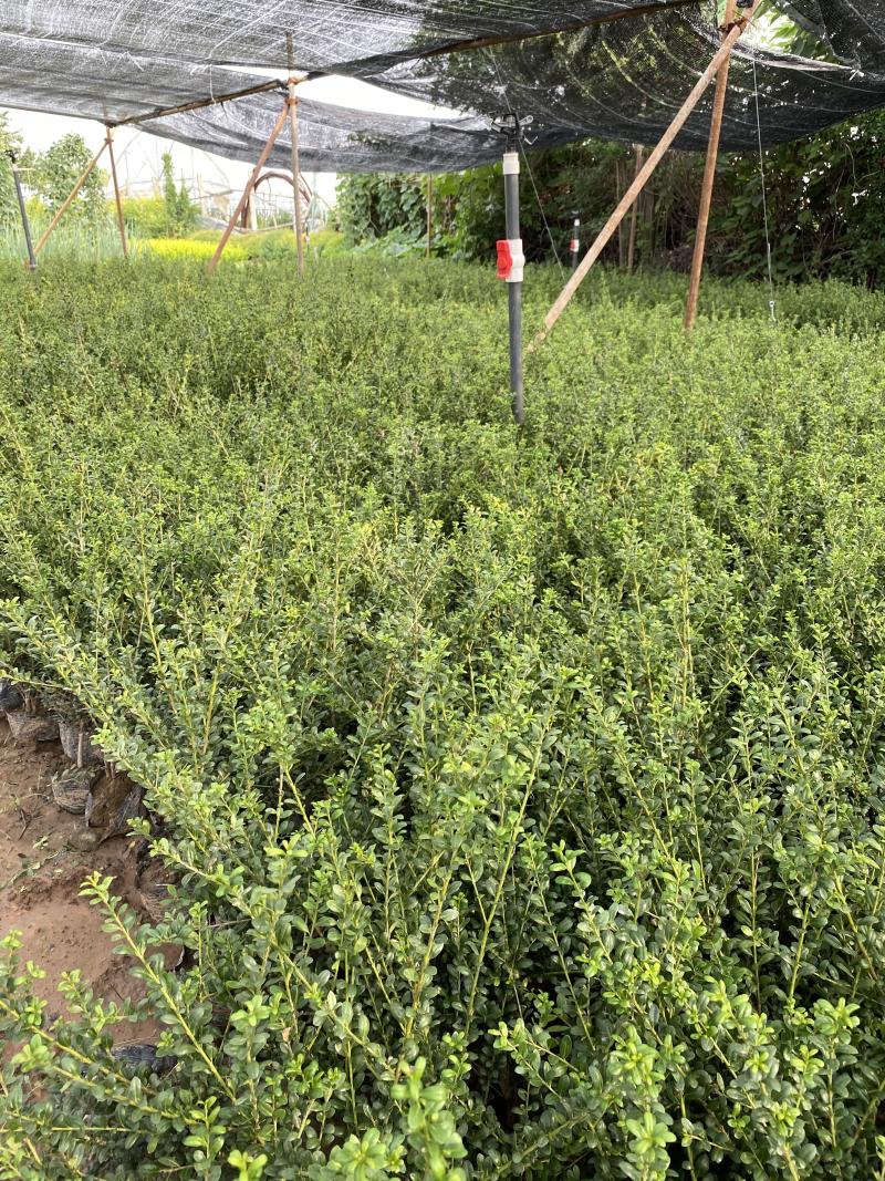 龟甲冬青种植基地龟甲冬青自产自销