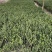 龟甲冬青种植基地龟甲冬青自产自销