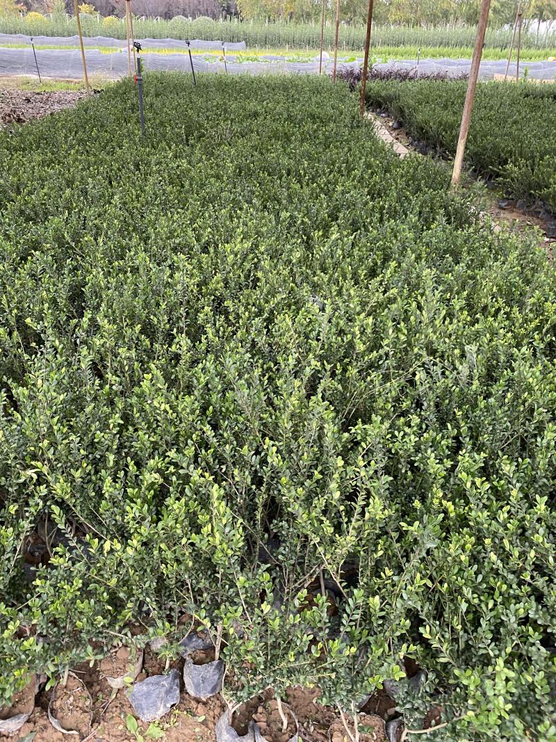 龟甲冬青种植基地龟甲冬青自产自销