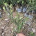 龟甲冬青种植基地龟甲冬青自产自销