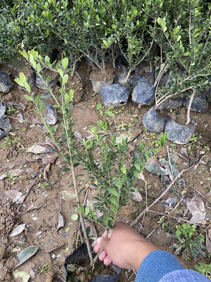龟甲冬青种植基地龟甲冬青自产自销