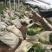 小龙柏种植基地小龙柏自产自销600万小龙柏低处理