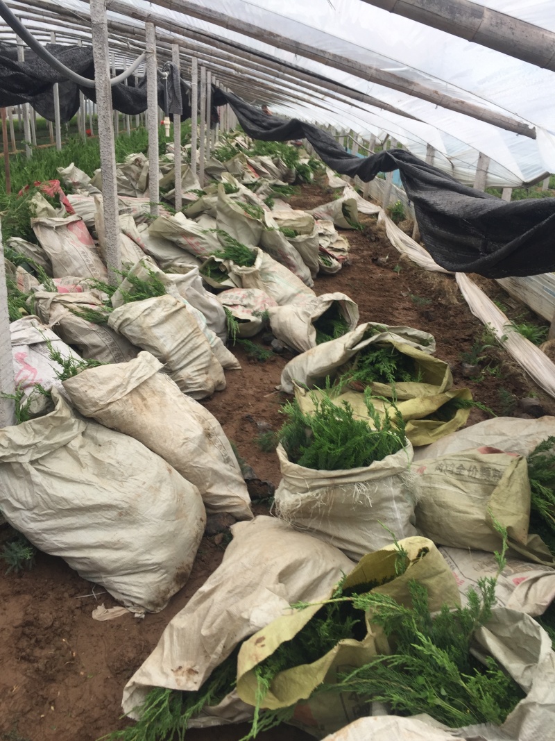 小龙柏种植基地小龙柏自产自销600万小龙柏低处理