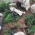 小龙柏种植基地小龙柏自产自销600万小龙柏低处理