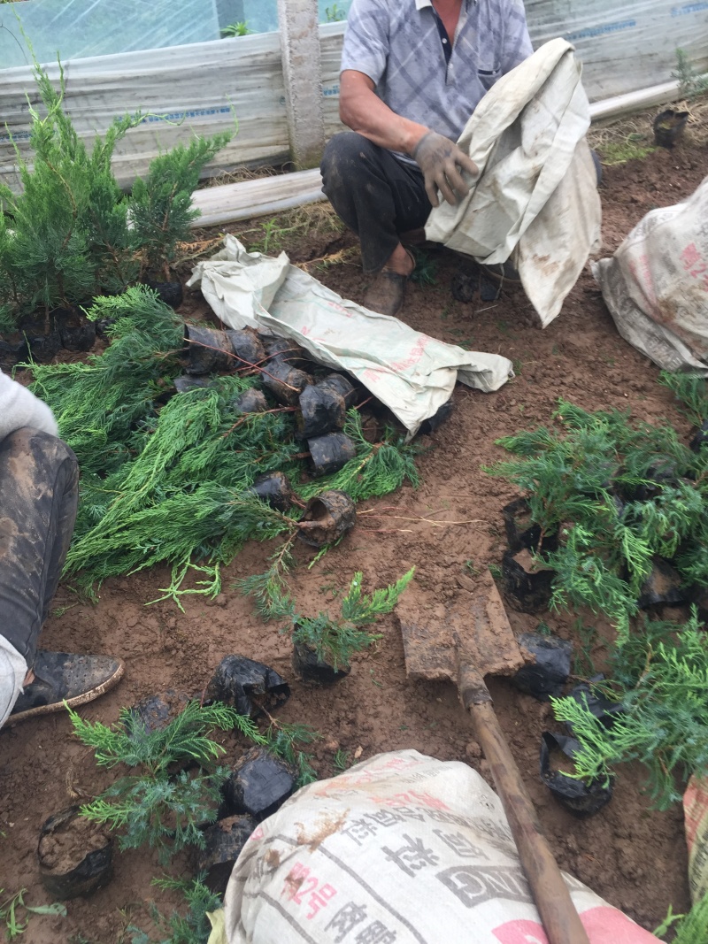 小龙柏种植基地小龙柏自产自销600万小龙柏低处理