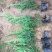 小龙柏种植基地小龙柏自产自销600万小龙柏低处理