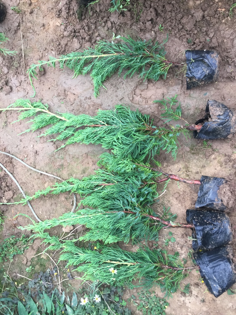 小龙柏种植基地小龙柏自产自销600万小龙柏低处理