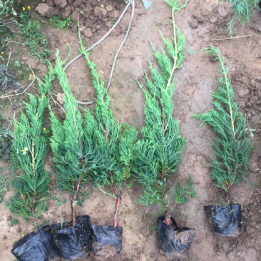 小龙柏种植基地小龙柏自产自销600万小龙柏低处理