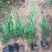 小龙柏种植基地小龙柏自产自销600万小龙柏低处理