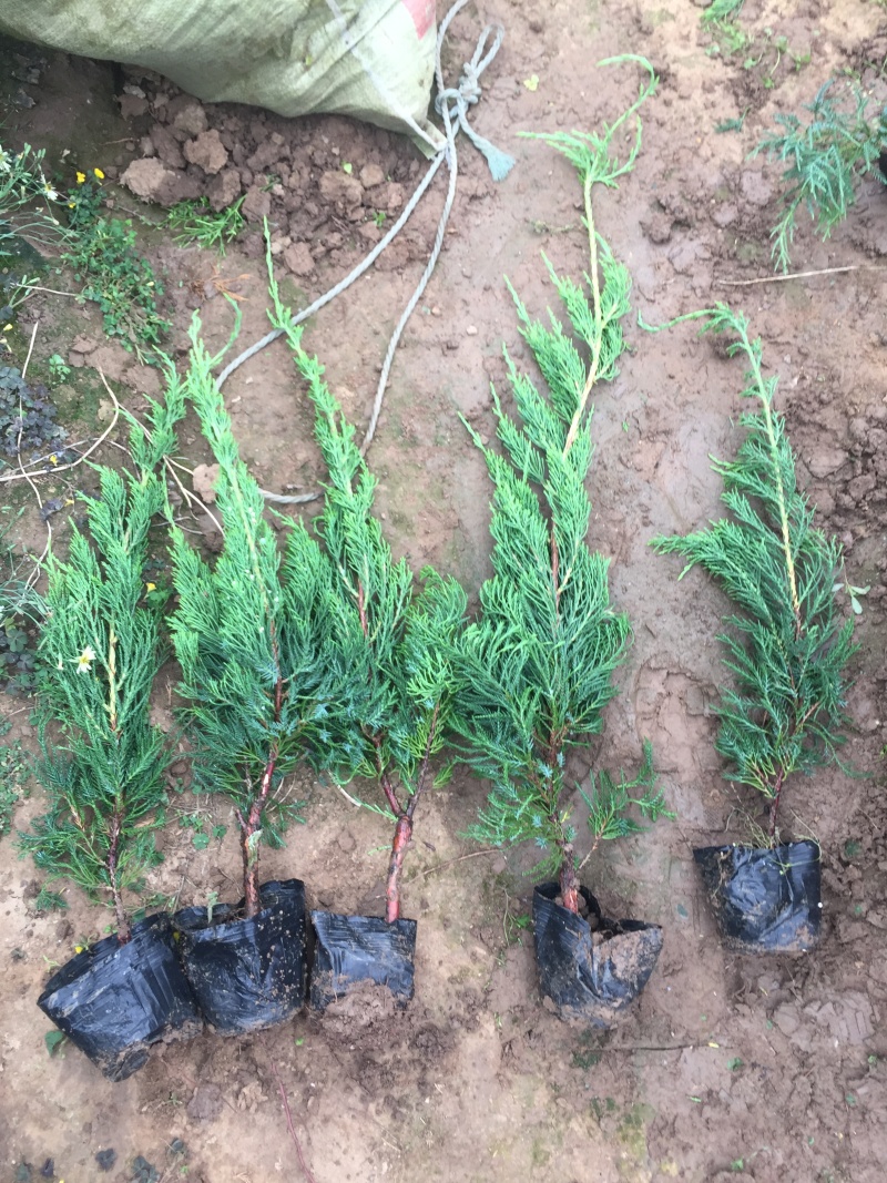 小龙柏种植基地小龙柏自产自销600万小龙柏低处理