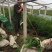 小龙柏种植基地小龙柏自产自销600万小龙柏低处理