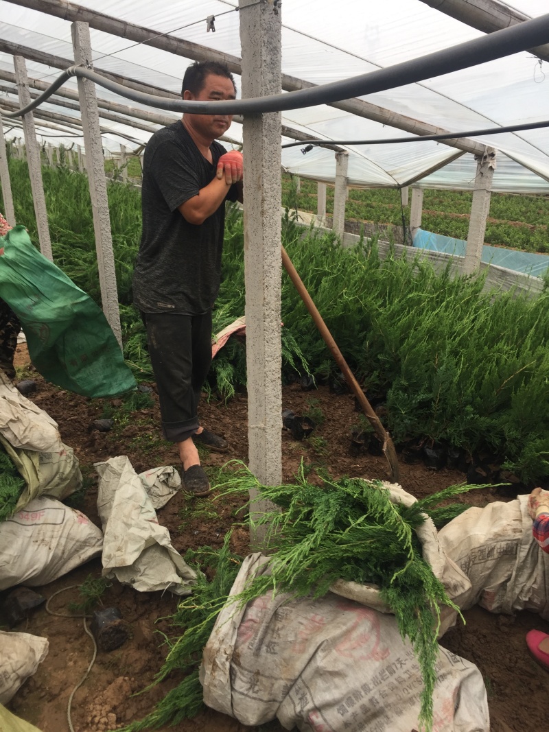 小龙柏种植基地小龙柏自产自销600万小龙柏低处理