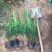 小龙柏种植基地小龙柏自产自销600万小龙柏低处理