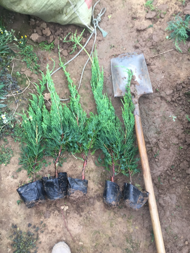 小龙柏种植基地小龙柏自产自销600万小龙柏低处理