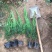 小龙柏种植基地小龙柏自产自销600万小龙柏低处理