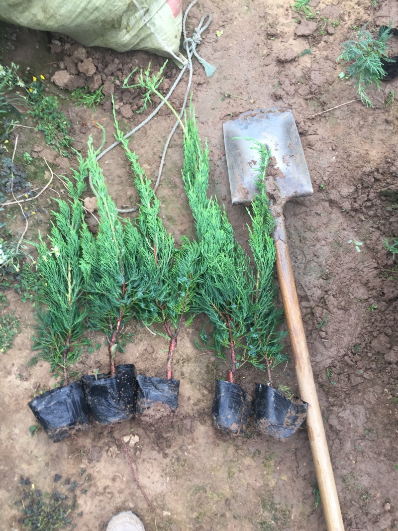 小龙柏种植基地小龙柏自产自销600万小龙柏低处理