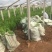 小龙柏种植基地小龙柏自产自销600万小龙柏低处理