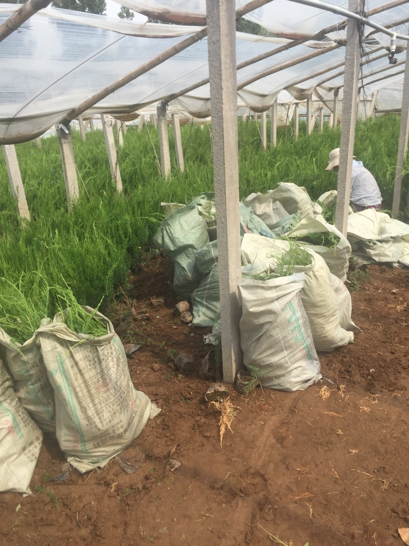 小龙柏种植基地小龙柏自产自销600万小龙柏低处理