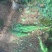 小龙柏种植基地小龙柏自产自销600万小龙柏低处理