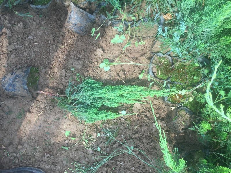 小龙柏种植基地小龙柏自产自销600万小龙柏低处理